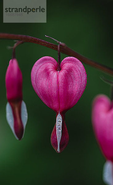 Nahaufnahme von blühenden rosa und weißen Herzblättern.