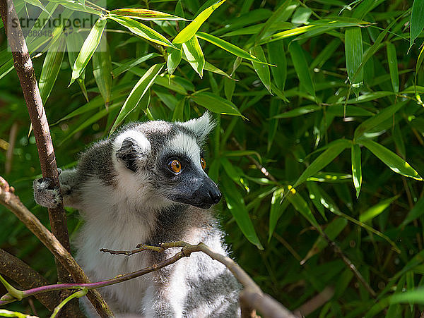 Ringelschwanzlemur (Lemur catta) an einem Sommertag
