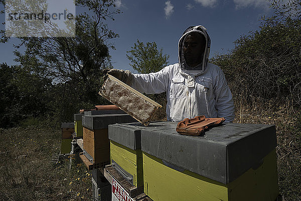 Ein Imker hält einen Rahmen neben mehreren Bienenstöcken