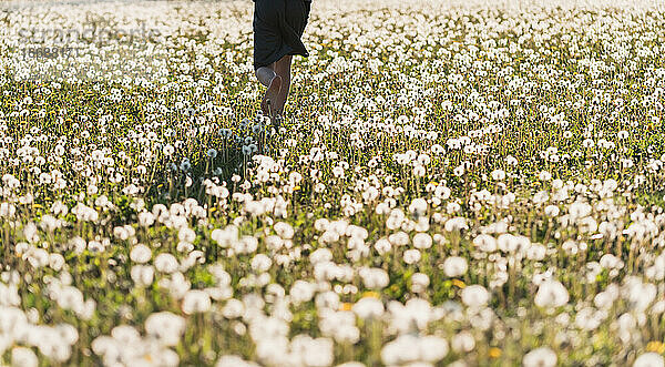 Kinderbeine  die an einem Sommertag durch ein Feld mit Löwenzahnblüten laufen.