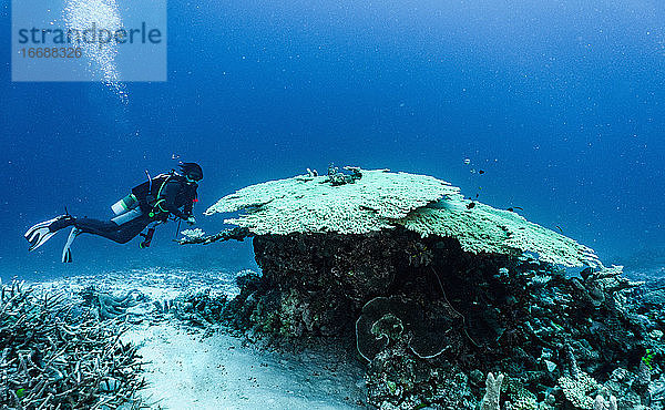 Taucher bei der Erforschung von Korallen am Great Barrier Reef