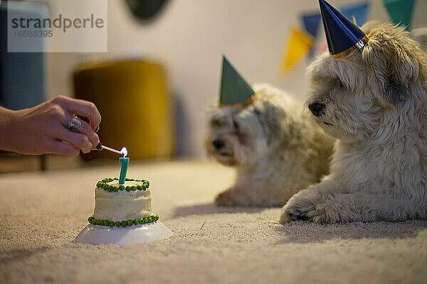 Zwei Hundebrüder feiern ihren Geburtstag mit einer Torte