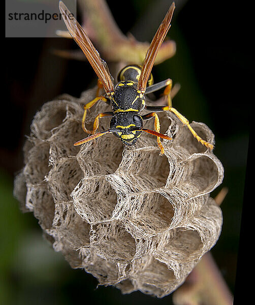 Arbeiterinnen der Wespe Polistes nympha beim Schutz ihres Nestes