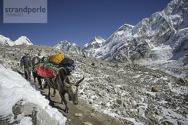 Ein Versorgungszug auf dem Weg zum Everest Base Camp in Nepal.