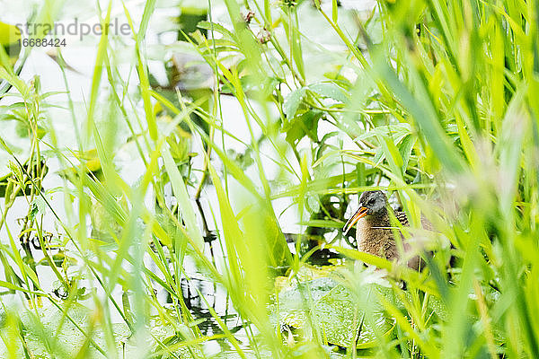 Eine Virginia-Ralle versteckt sich im Schilf des Lake Washington