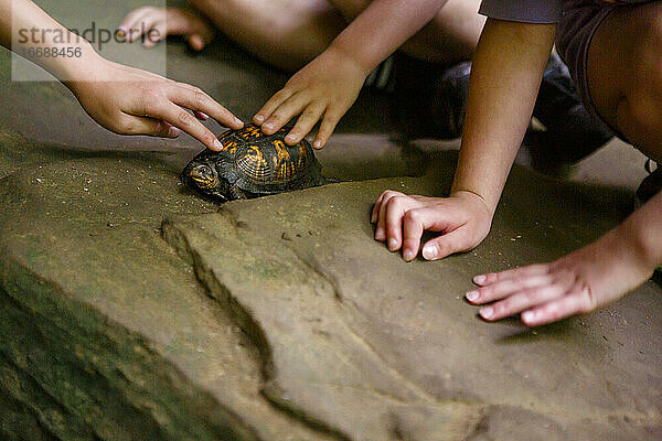 Nahaufnahme von Kindern  die eine kleine Sumpfschildkröte auf einem Felsen streicheln wollen