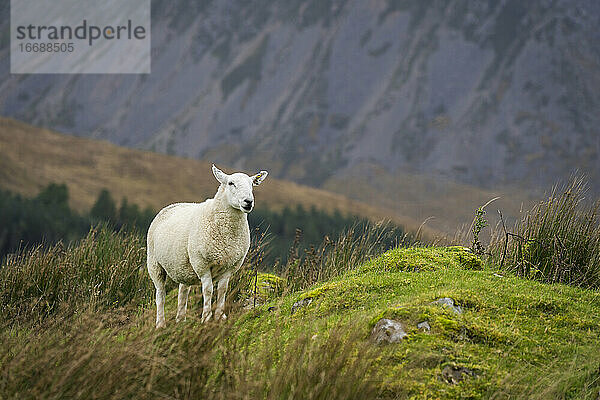 Schafe bei Pflanzen auf einem Feld  Isle of Skye  Schottland  UK