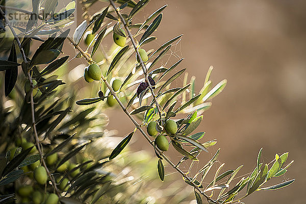 Olivenbaumzweig in Marokko