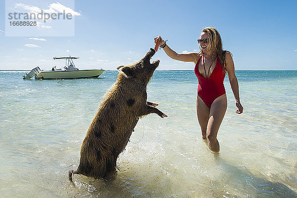 Fröhliche junge Frau  die ein Schwein am Strand mit Möhren füttert