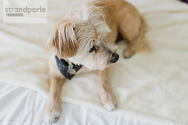 Niedlicher Terrier-Hund auf Bett mit Decke liegend