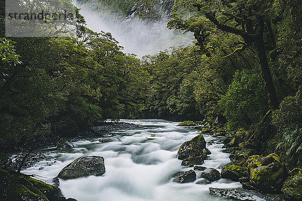 Fluss umgeben von üppigem Wald an einem nebligen Tag am Milford Sound  Neuseeland