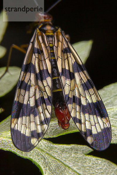 Männliche Skorpionfliege Panorpa meridionalis mecoptera posierend
