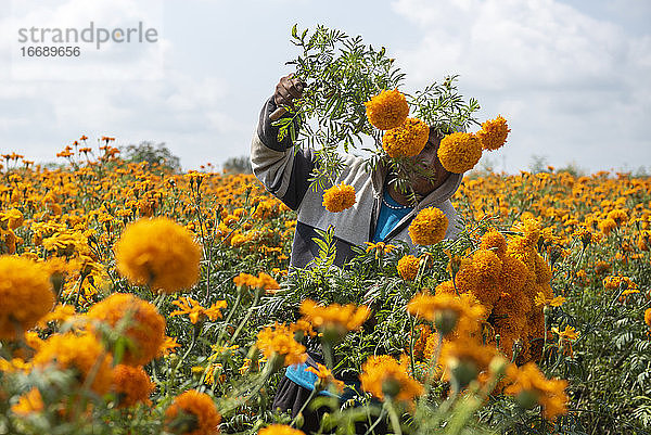 Ein Mann erntet Cempasúchil-Blüten auf einem Feld in Puebla