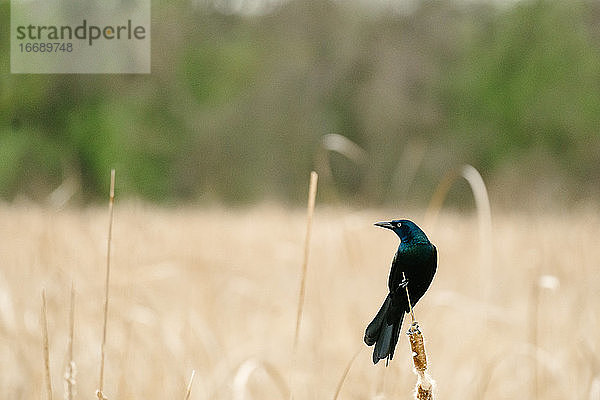 Seitenansicht eines Grackle auf einem Rohrkolben in einem Sumpfgebiet