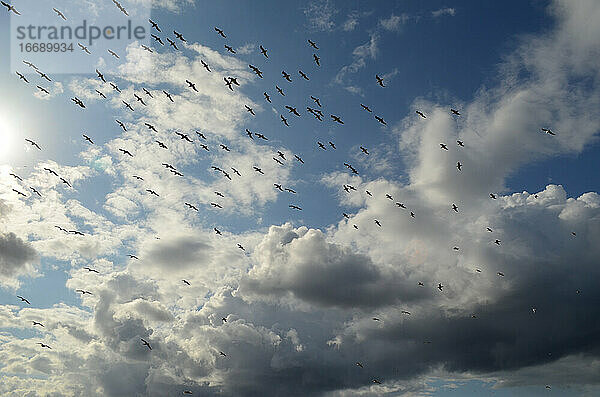 Der Vogelschwarm am wolkenverhangenen Himmel