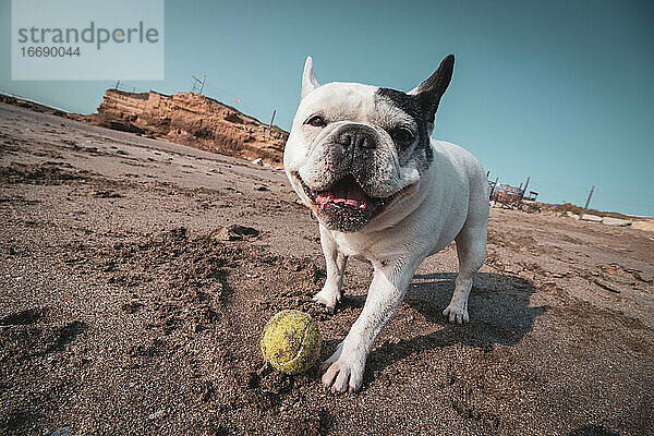 Französische Bulldogge spielt mit einem Tennisball am Strand