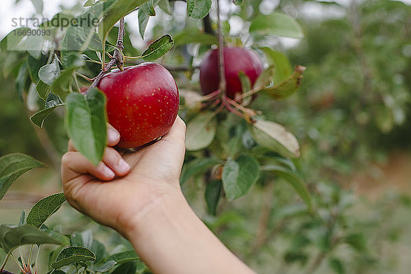 Die Hand eines Kindes streckt sich aus  um einen schönen roten Apfel vom Baum zu pflücken