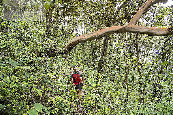 Ein Mann auf einem Wanderweg unter einem großen Arbutusbaum in der Nähe von Zacatlan.