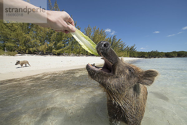 Abgeschnittene Hand einer Frau  die einem Schwein am Strand Salat füttert