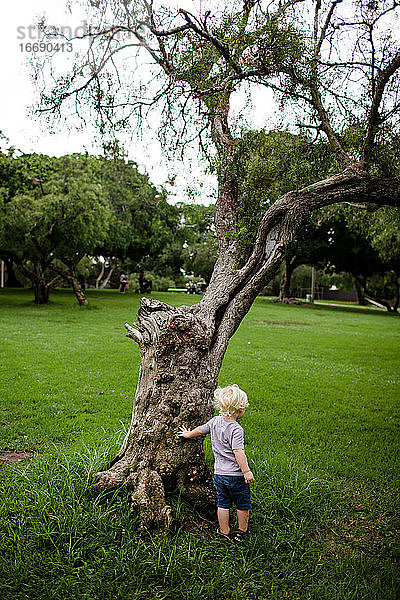 Zweijähriger berührt Baum und schaut in den Park hinaus