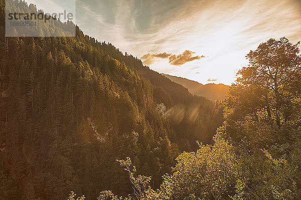 Schöner Bergwald im Kanton Bern im Sommer bei Sonnenuntergang