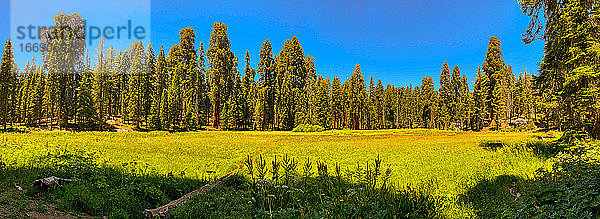 Sequoia-Nationalpark in Kalifornien