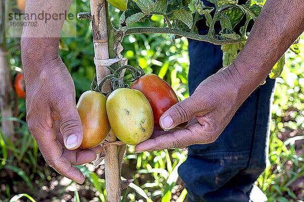 Zwei Hände eines Kolumbianers beim Tomatenpflücken.