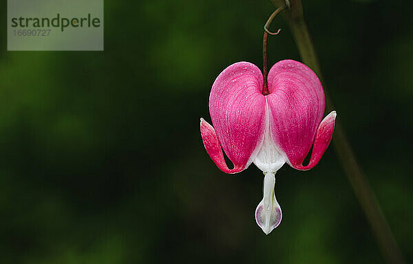 Nahaufnahme einer blühenden rosa und weißen Herzblume.