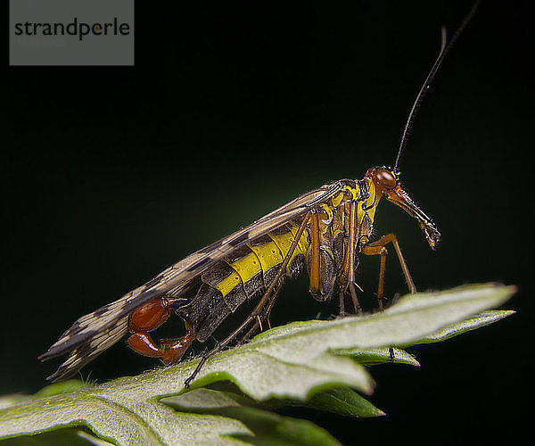 Männliche Skorpionfliege Panorpa meridionalis mecoptera posierend