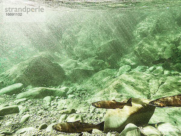 Unterwasseransicht von drei Coho-Lachsen  die sich vor einem Wasserfall ausruhen