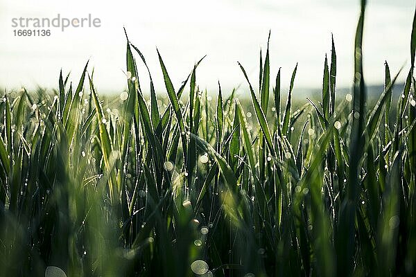 Schöne Nahaufnahme von Rich Green Grass in Morning Light mit Regen oder Tau Wassertropfen und Bokeh