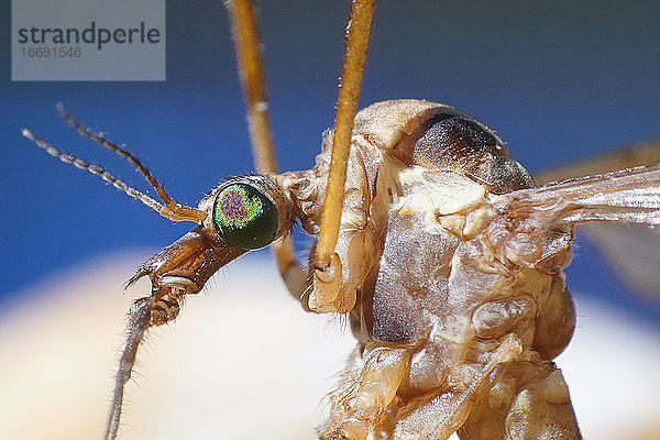 Kranich fliegt Insekt extreme Makro Nahaufnahme  gruselig tipule Monster Körper