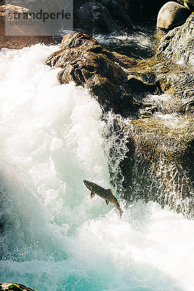 Seitenansicht von oben eines ausgewachsenen Lachses  der einen Wasserfall hinaufspringt