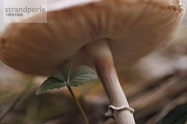 Nahaufnahme eines Macrolepiota procera-Pilzes im Herbstwald.