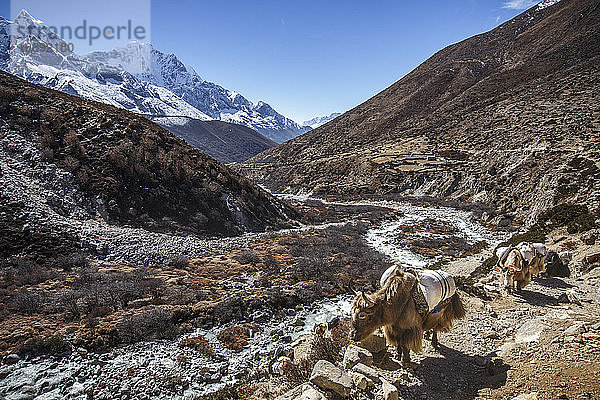 Yaks tragen Waren durch das nepalesische Khumbu-Tal zum Everest-Basislager.