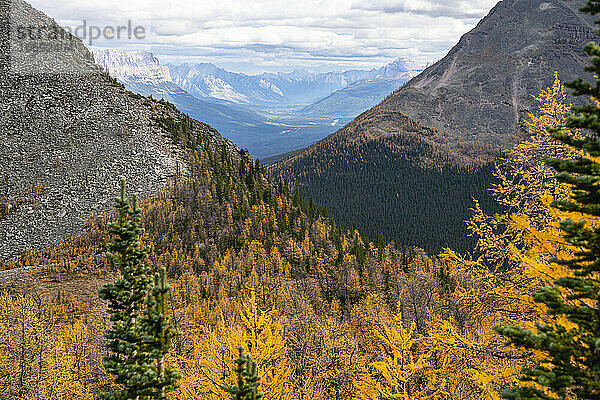 Das Bow Valley vom Paradise Valley in Lake Louise aus gesehen im Herbst