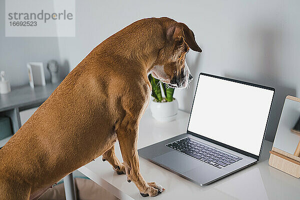 Hund schaut auf Laptop-Bildschirm am heimischen Schreibtisch  weißer Bildschirm. Arbeiten f