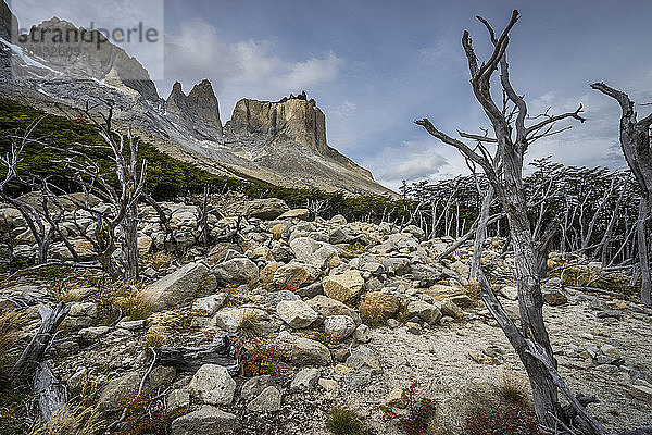 Abgestorbene Bäume vor Bergen  French Valley  Torres del Paine National Park  Patagonien  Chile