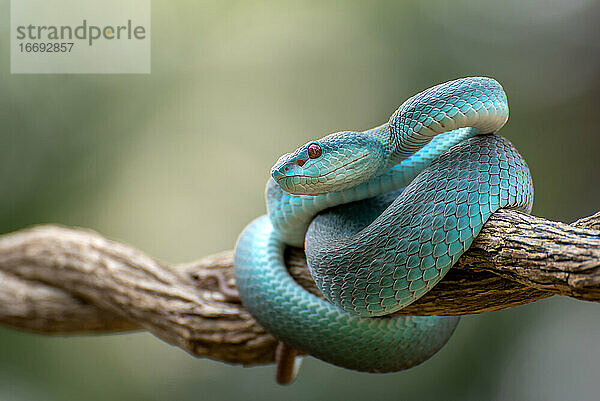 Trimeurus insularis blau ist eine giftige Schlange aus Indonesien