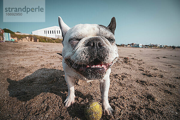 Französische Bulldogge spielt mit ihrem Ball am Strand