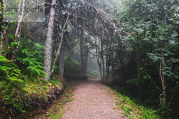 Steinpfad umgeben von hohen Bäumen in den Wäldern Galiciens