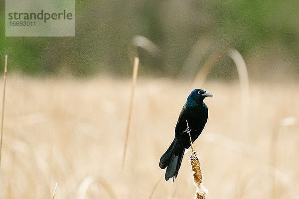 Porträt einer Grackle  die auf einem Rohrkolben in einem Teich in Minnesota hockt