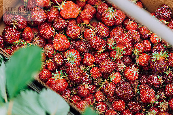 Voller Korb mit kleinen roten  reifen Erdbeeren auf einem U-Pick-Bauernhof