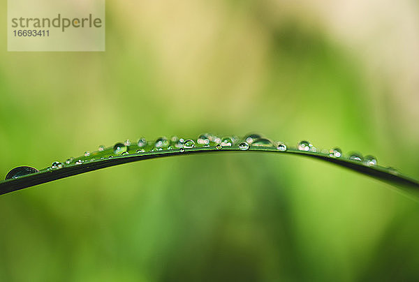 Nahaufnahme von Wassertropfen auf einem Grashalm mit unscharfem Hintergrund