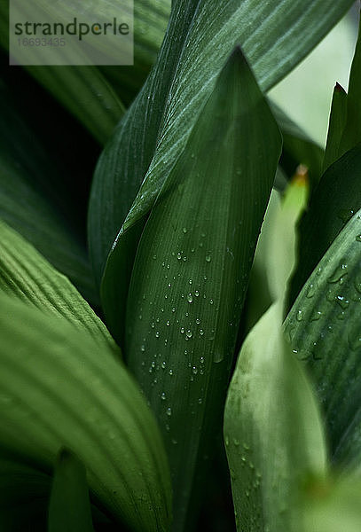 Regentropfen auf einem Pflanzenzweig