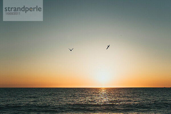 Silhouette von Vögeln  die bei Sonnenuntergang in Mexiko über den Ozean fliegen