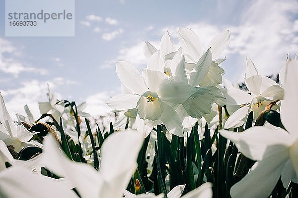 Feld mit weißen Narzissen Narzissen an einem schönen sonnigen Tag