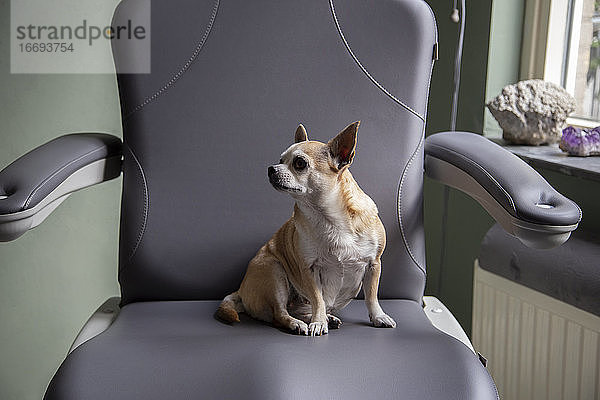 Ein kleiner Hund sitzt auf einem klinischen Stuhl