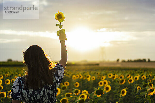 Junge attraktive brünette Frau posiert in ihrem Designerkleid in einem Sonnenblumenfeld