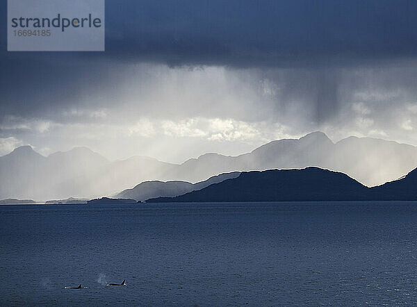 zwei Orca-Wale schwimmen durch einen Fjord in Patagonien